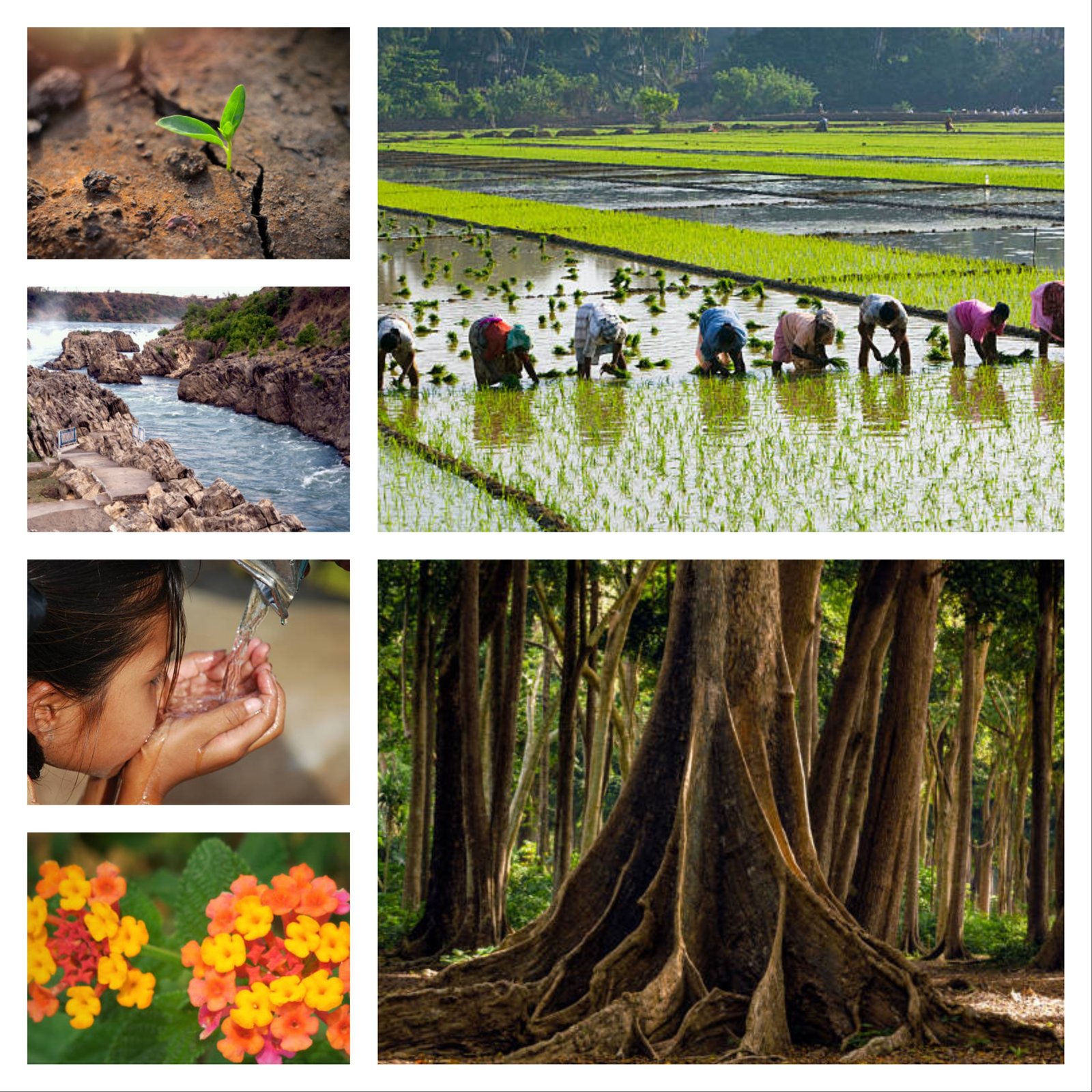 biodiversity and eco care